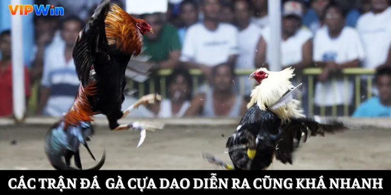 Các trận đá gà cựa dao diễn ra cũng khá nhanh