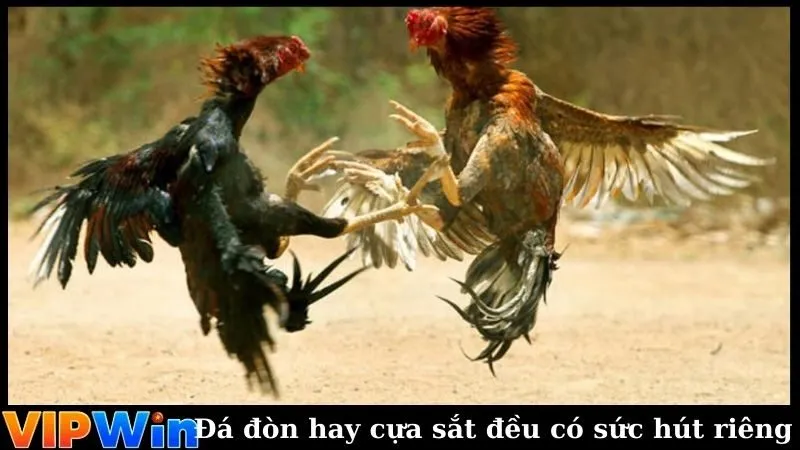 Đá gà đòn hay cựa sắt đều có sức hút riêng