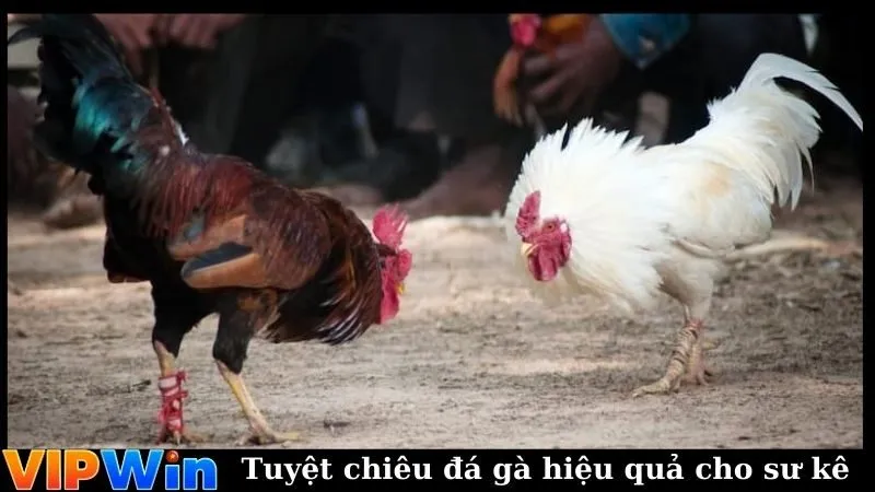 Tuyệt chiêu chơi đá gà hiệu quả cho sư kê